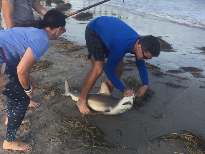 Great white shark caught off New Jersey's Seaside Heights Pier