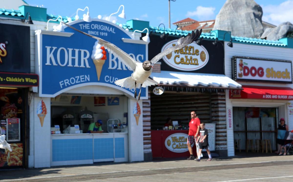 Ocean City Boardwalk stores invaded by sea gulls News