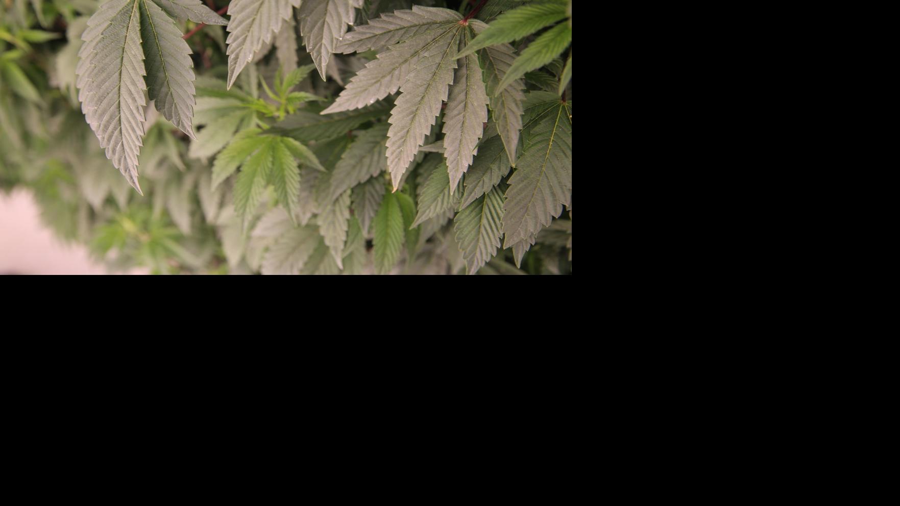 Weed tourism is heading to Atlantic Town. It may not be what you be expecting. | Community News