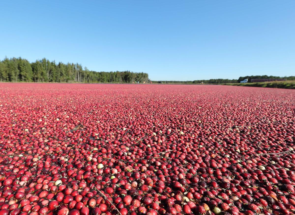 Cranberry harvest season in full swing for 5thgeneration owned company