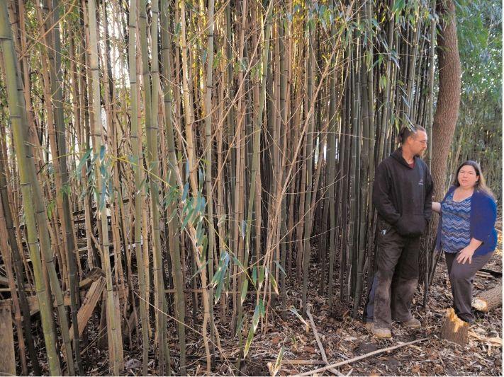 Bamboo a tall burden