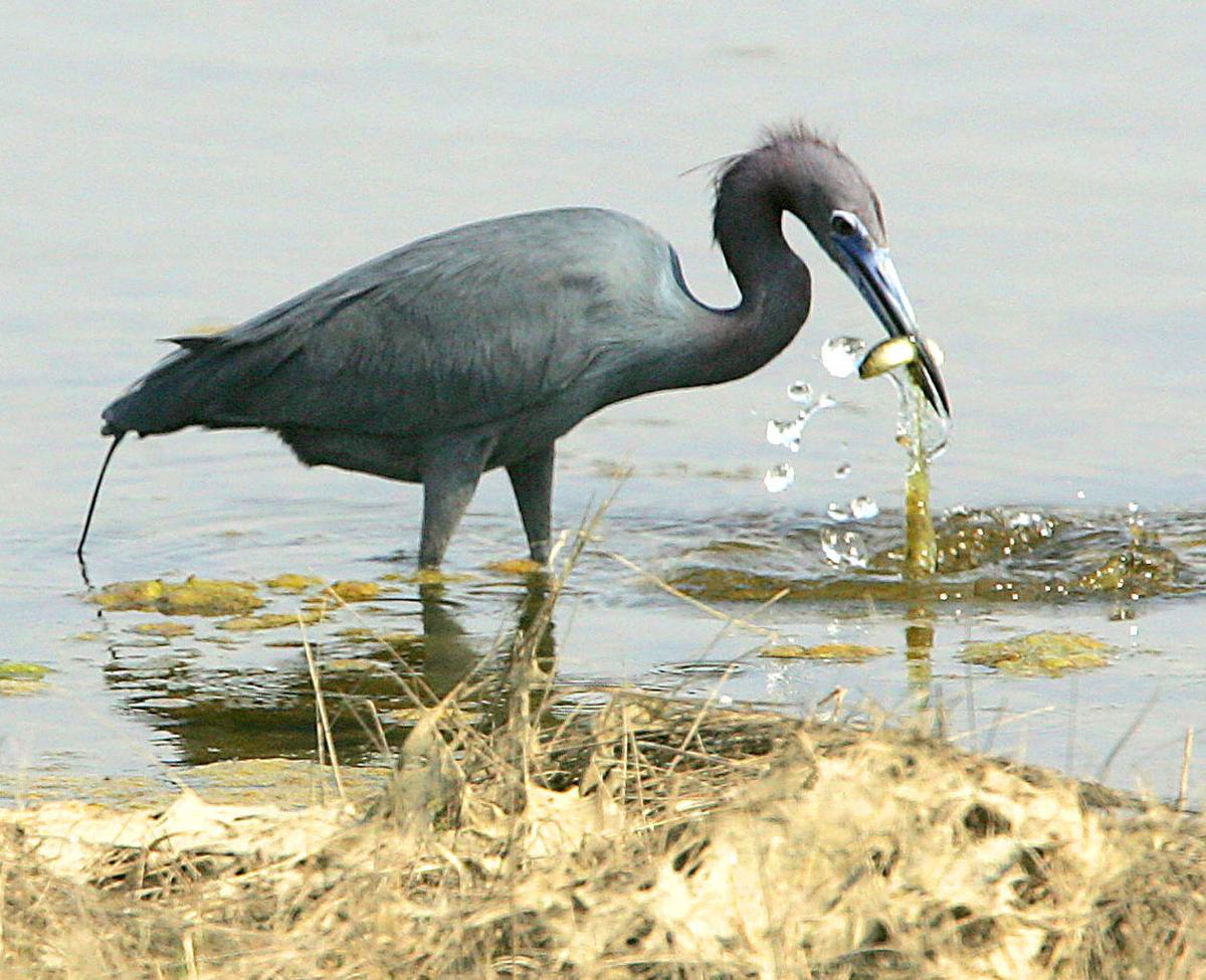 Birds of Southern New Jersey