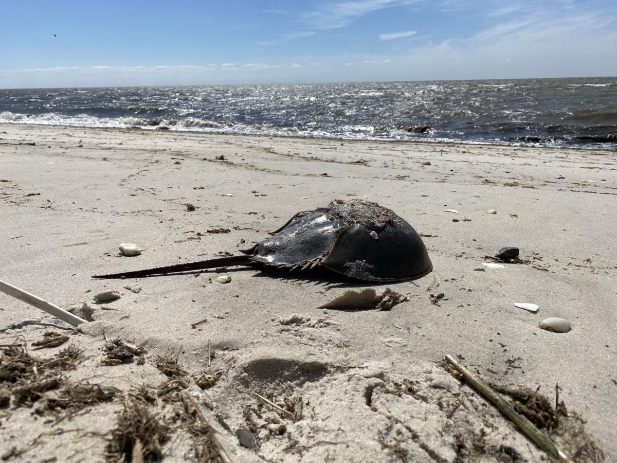 horseshoe crabs (4).jpg