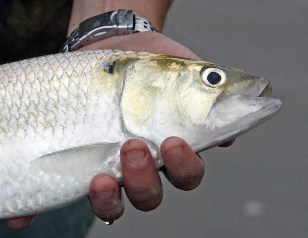 Shad make a big comeback in Delaware River News