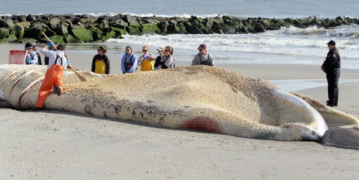Beached Whale Day Two