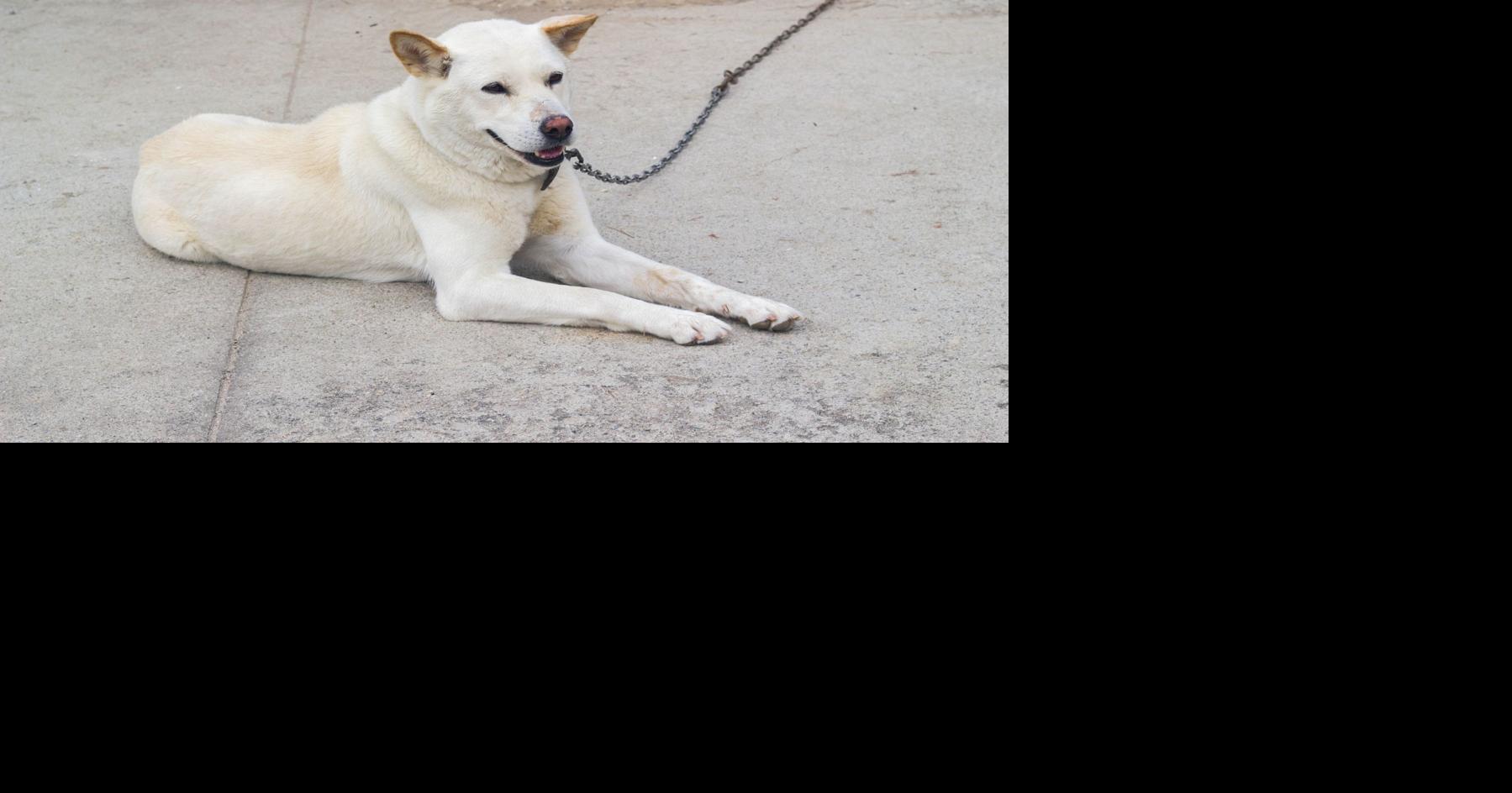 Authorities enforcing new law on tying dogs outside