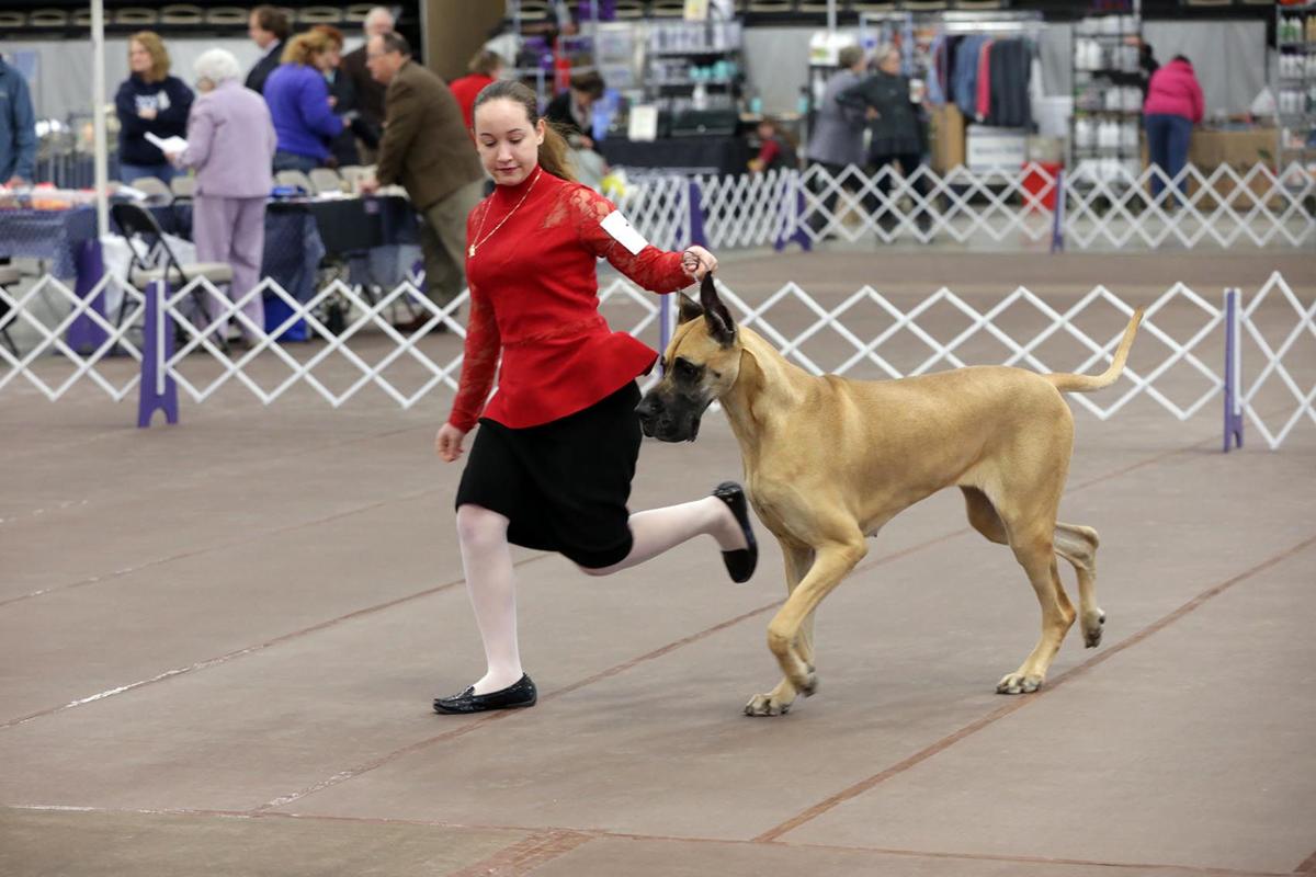 Monroe Kennel Club Dog Show Monroe Kennel Club Dog Show
