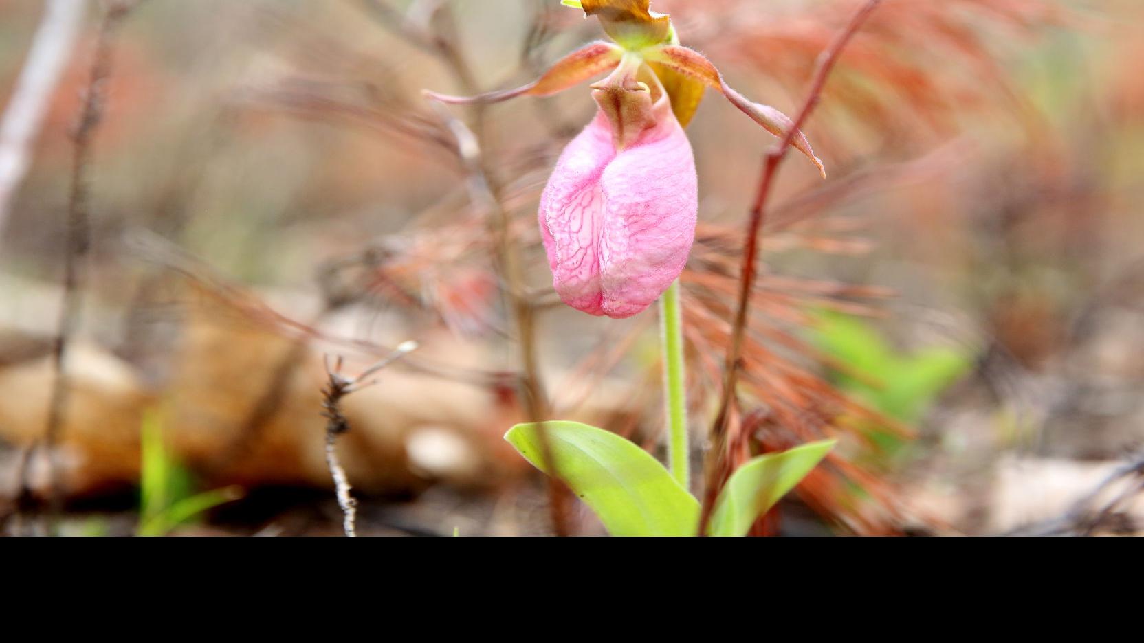 Wild Pinelands Orchids Draw Attention Sometimes Too Much Latest Headlines Pressofatlanticcity Com