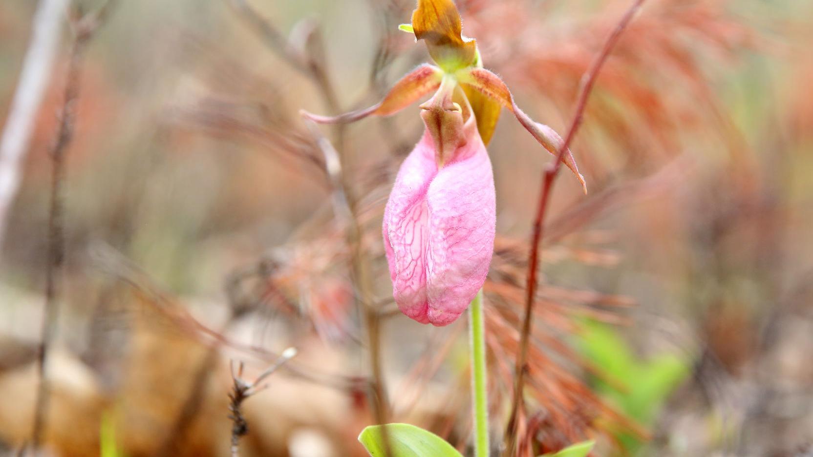 Wild Pinelands Orchids Draw Attention Sometimes Too Much Latest Headlines Pressofatlanticcity Com
