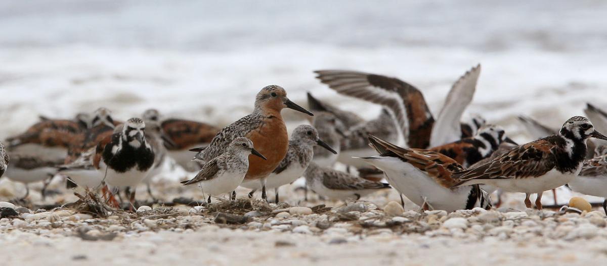 Shore Bird Red Knot Migration Count