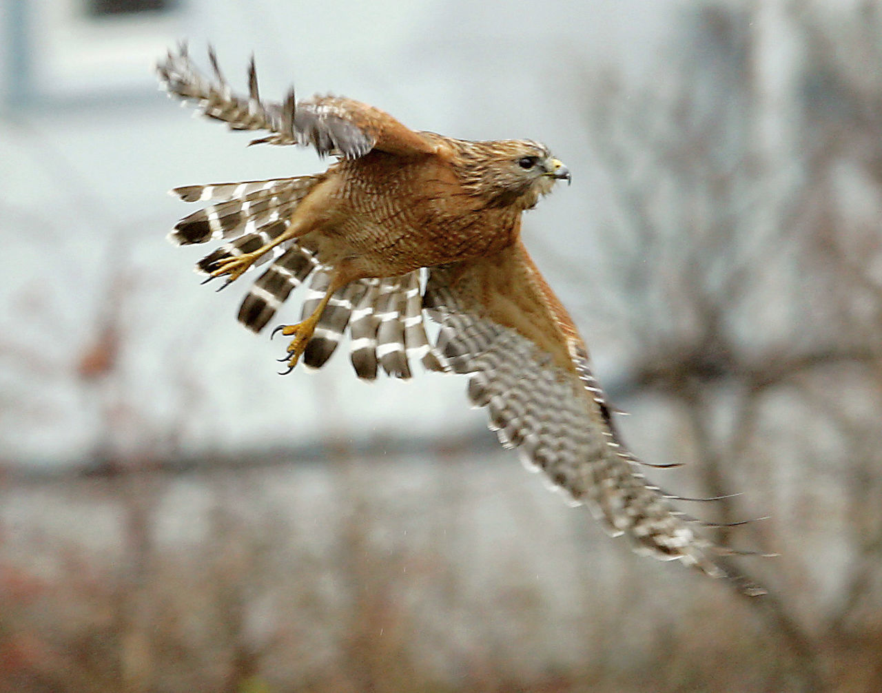 Endangered Birds Of New Jersey