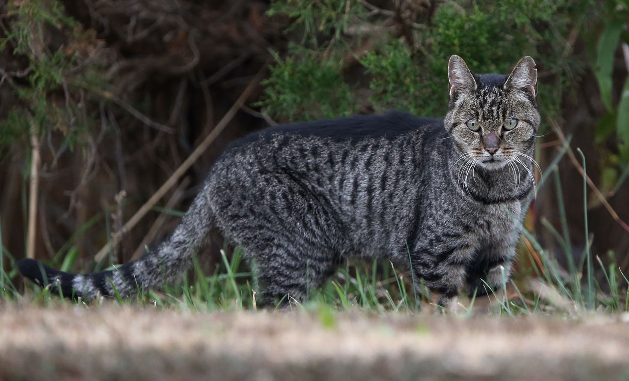Cute Thai Cat Photos Spam Internet on 'World Cat Day Cute Thai Cat Photos Spam Internet on 'World Cat Day
