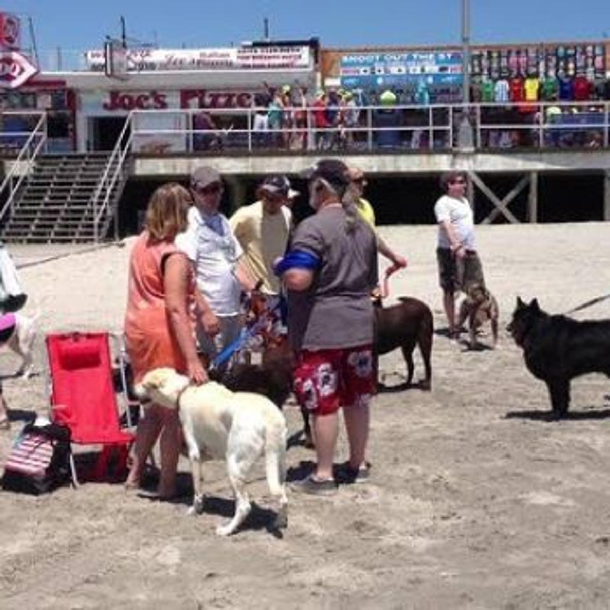 Wildwood Welcomes Dogs On Beach At Poplar Avenue Archive Wildwood Welcomes Dogs On Beach At Poplar Avenue Archive