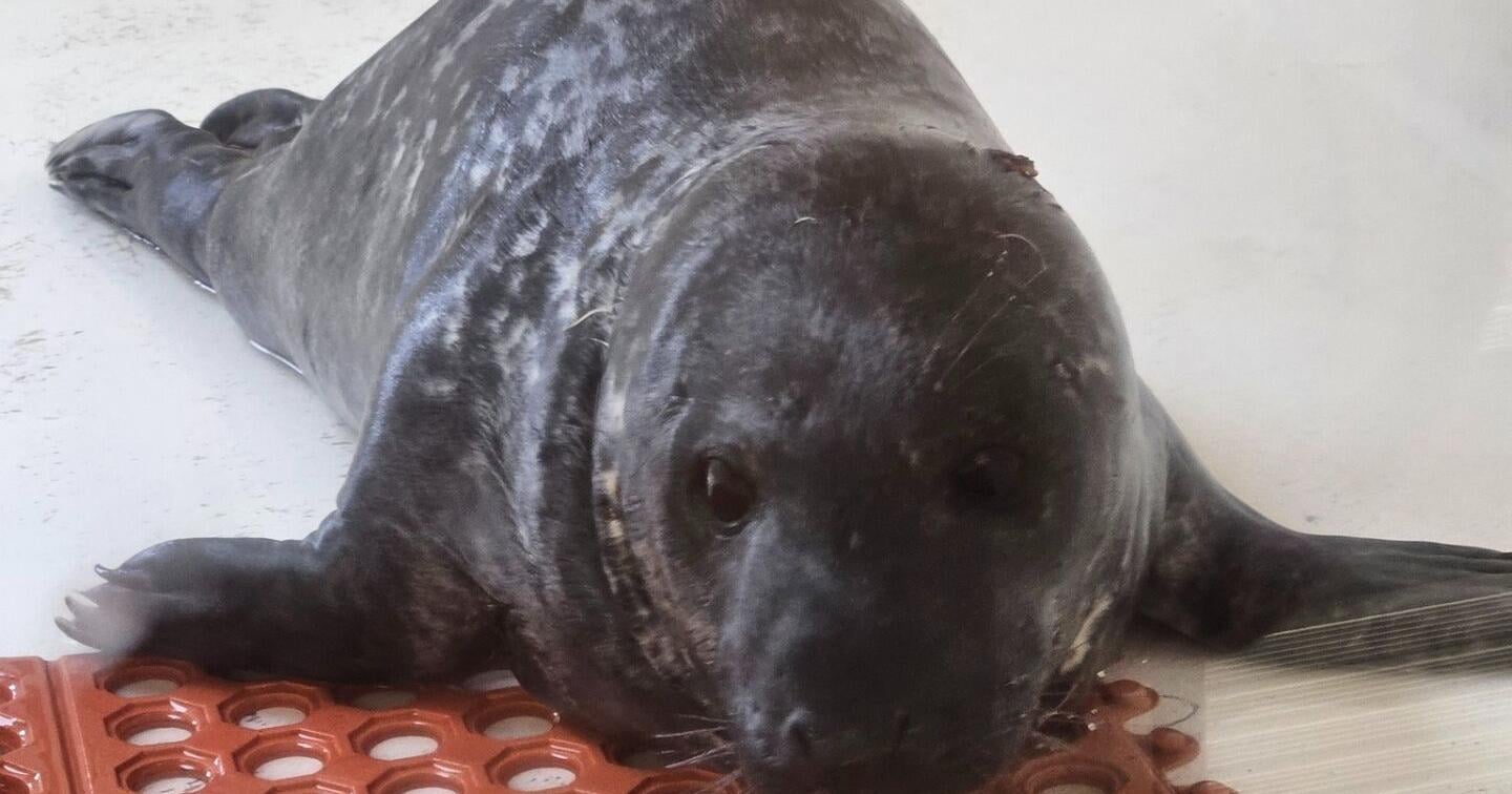Marine Mammal Stranding Center caring for 18 seals - Vimarsana News