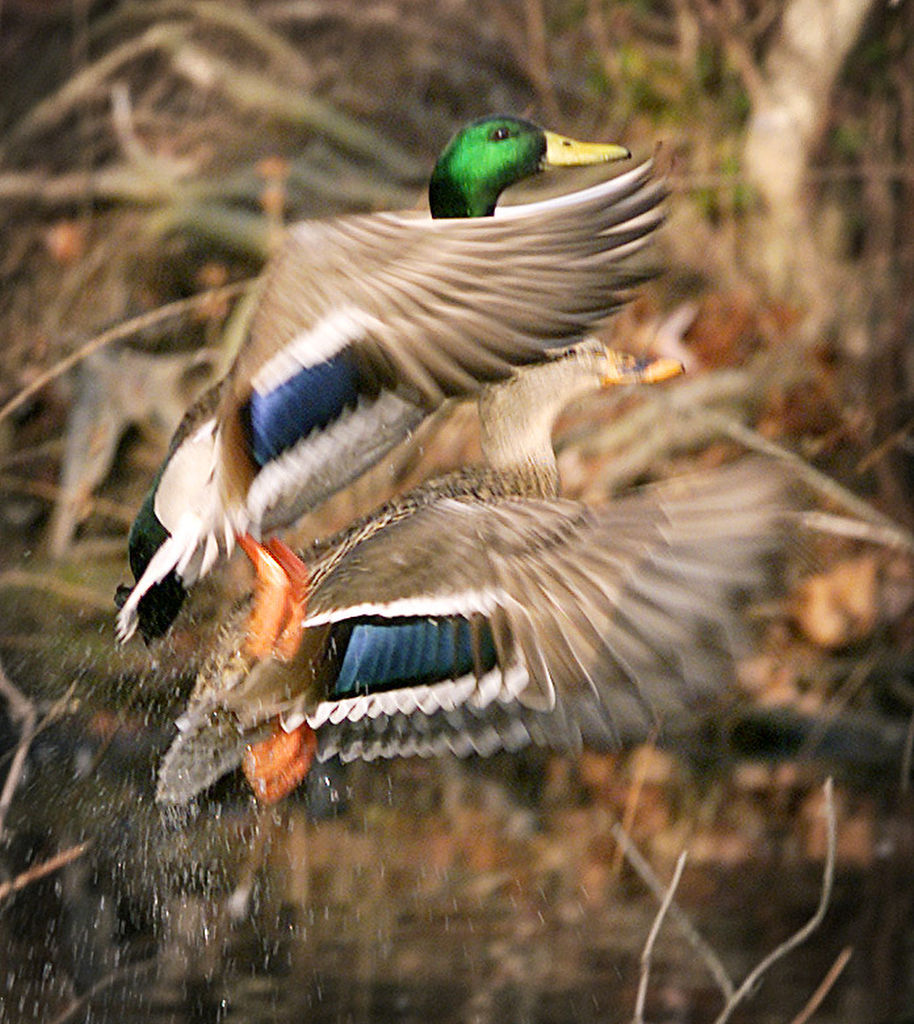Birds of Southern New Jersey Photo Galleries