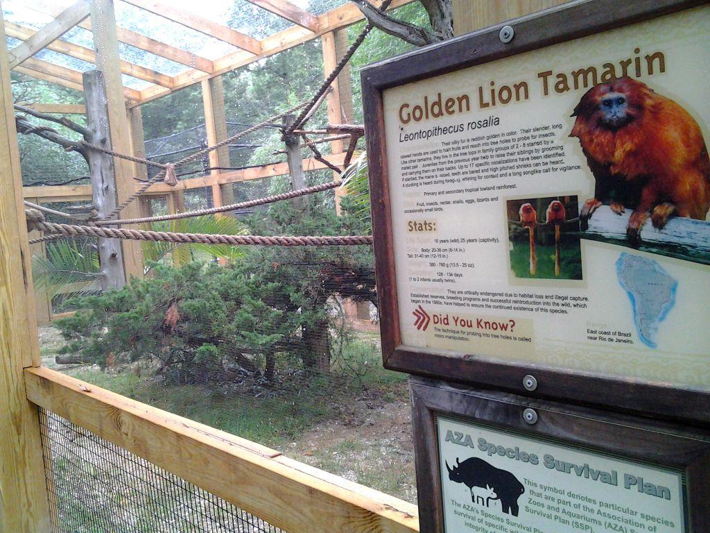 New Monkey Exhibit Designed To Foil Expert Escape Artists Latest Headlines Pressofatlanticcity Com