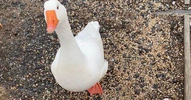 Beloved Geese Vanished from Deal Lake; Residents Demand Answers