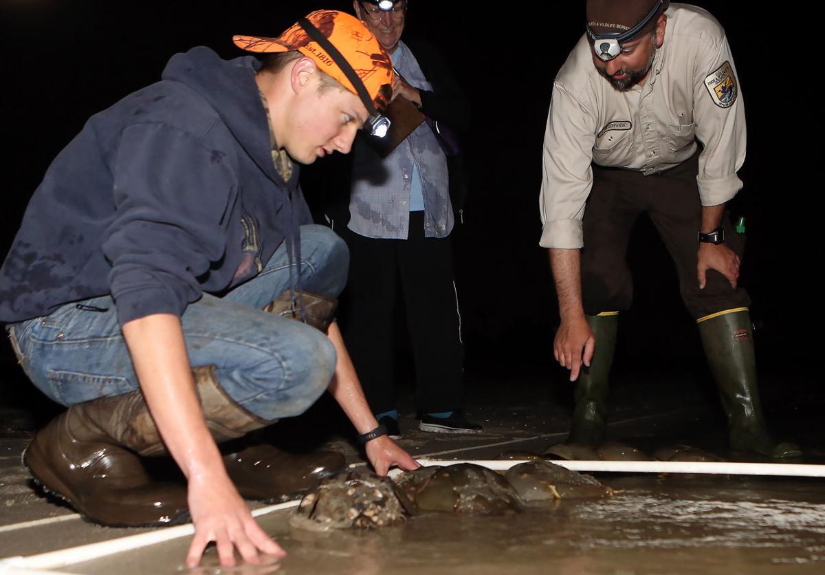 Horseshoe Crabs