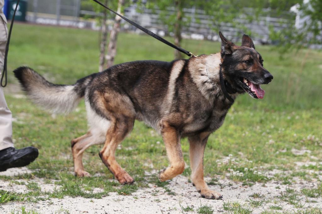 stockton officer canine partner take