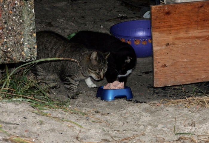 lower paxton township feral cats