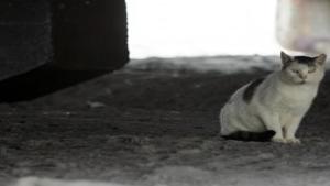 Fewer Cats Live Beneath Atlantic City Boardwalk As Volunteers Help