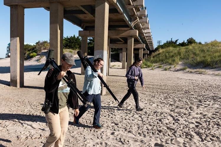 Stockton Interns Help The Wetlands Institute Study Marsh-Nesting Shorebirds