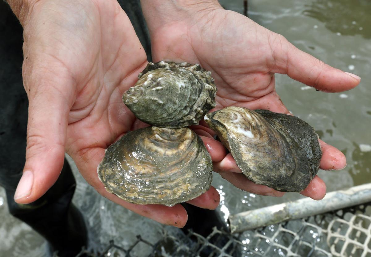 Oyster Farming the Delaware Bay Photo Galleries