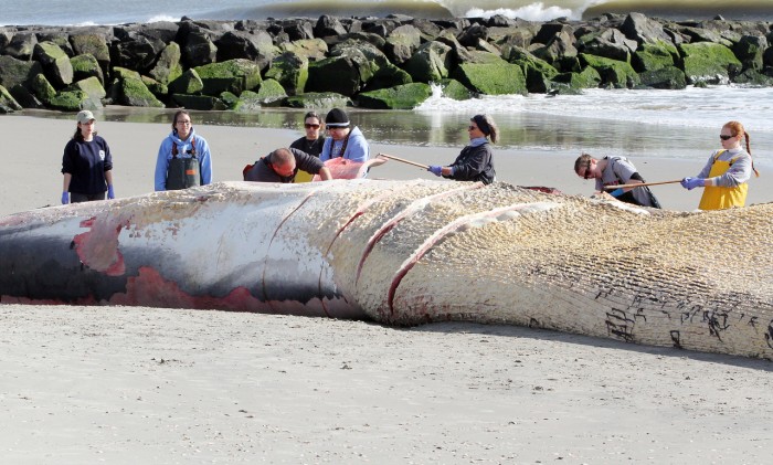 Beached Whale Day Two