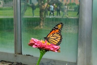 Renovated Greenhouse Now Home to Butterfly Habitat Created to Give Endangered Species Safe Space to Thrive