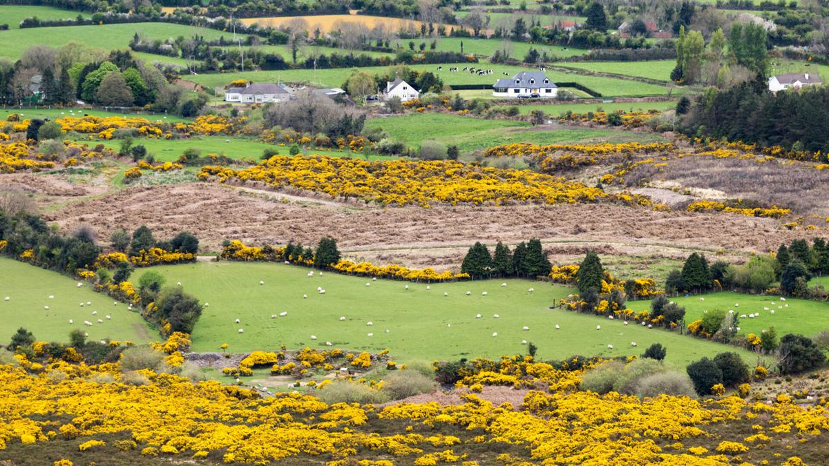 Tourism Ireland has confirmed that the country will begin welcoming visitors from the U.S. on July 19.
