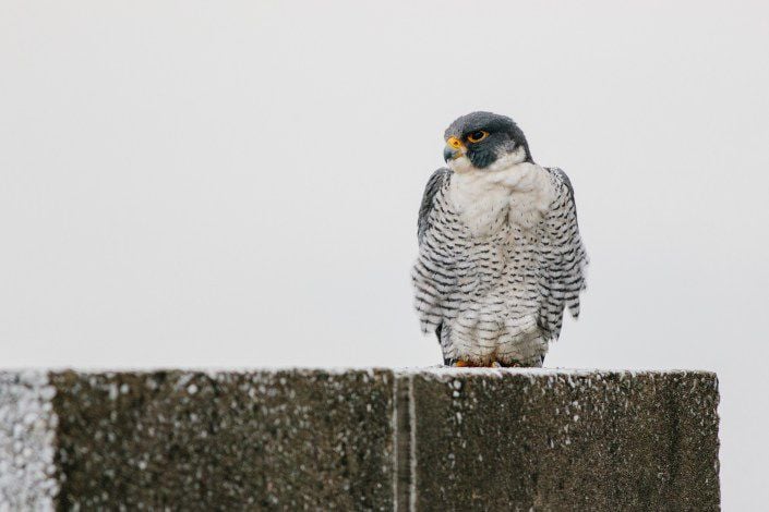 Nj Peregrine Falcon Numbers Hold Steady In 2017 News