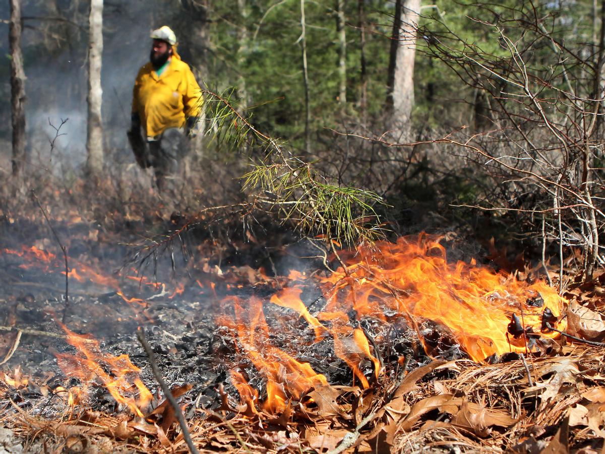 Controlled burns now avoid destructive forest fires later for South