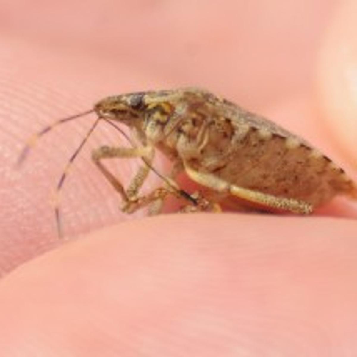 Stink Bugs Cause Millions Of Dollars In Crop Damage To Farms In New Jersey Local News Pressofatlanticcity Com
