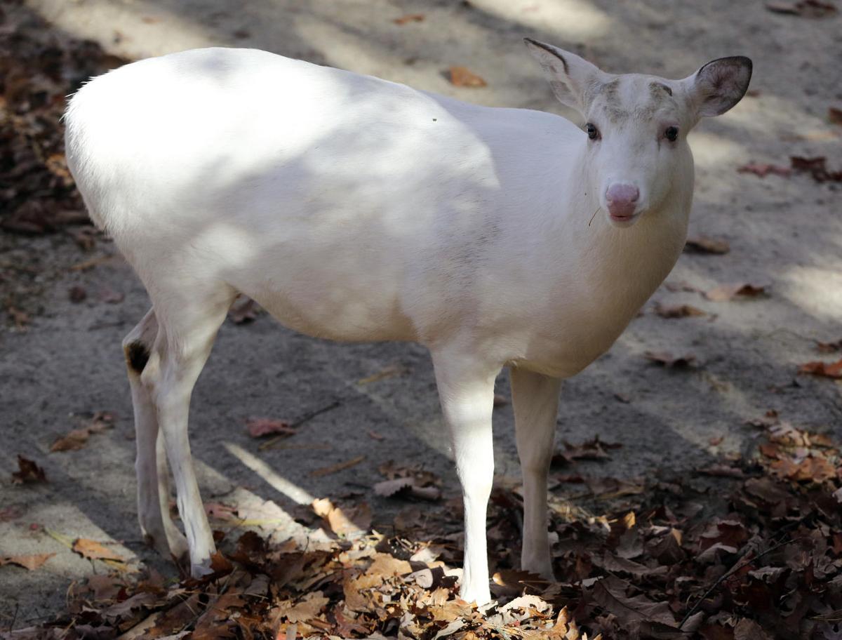 Bad luck or no, white deer have mean streak, animal experts say Lower Capemay