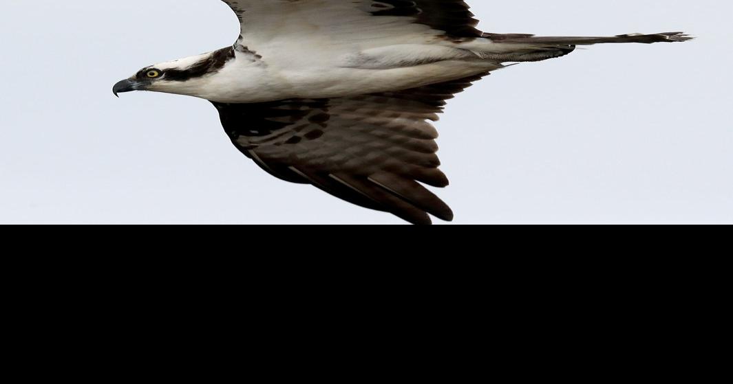 PHOTOS of ospreys in Cape May County