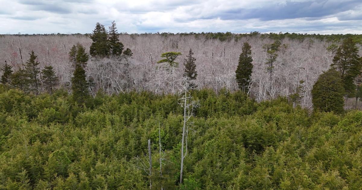 Forester seeks to set the record straight about Atlantic white cedar restoration