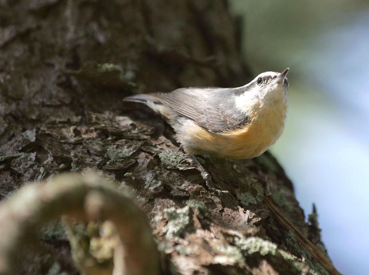 Birds of Southern New Jersey Photo Galleries