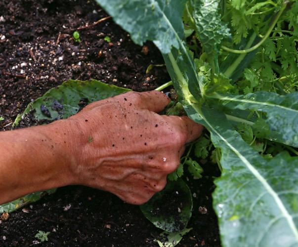 Community Garden in Pleasantville