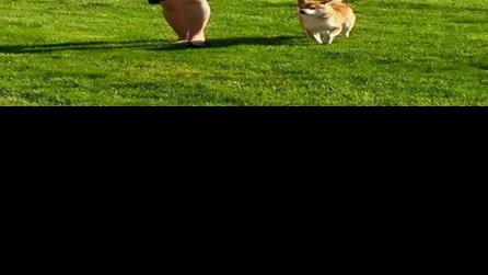 Westminster Features Tomi Dog Who Saved His Family