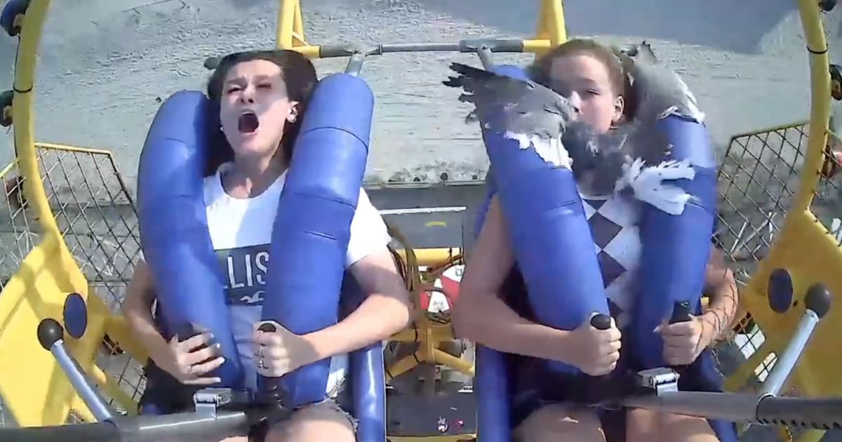 Blue Red Gull Ride WATCH: Sea gull flies into teen on Wildwood amusement ride
