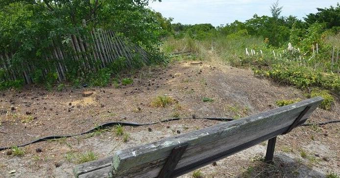 Marine Mammal Stranding Center in Brigantine hosts dune trip - Vimarsana News