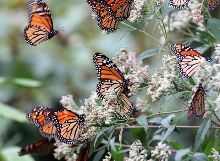 Monarch Butterfies in Cape May Point Photo Galleries