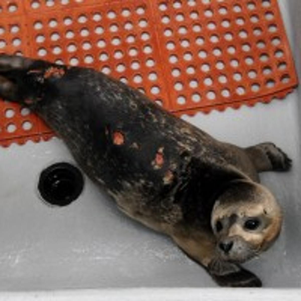 Seal At Brigantine Center Bitten By Great White Shark Experts Believe Local News Pressofatlanticcity Com