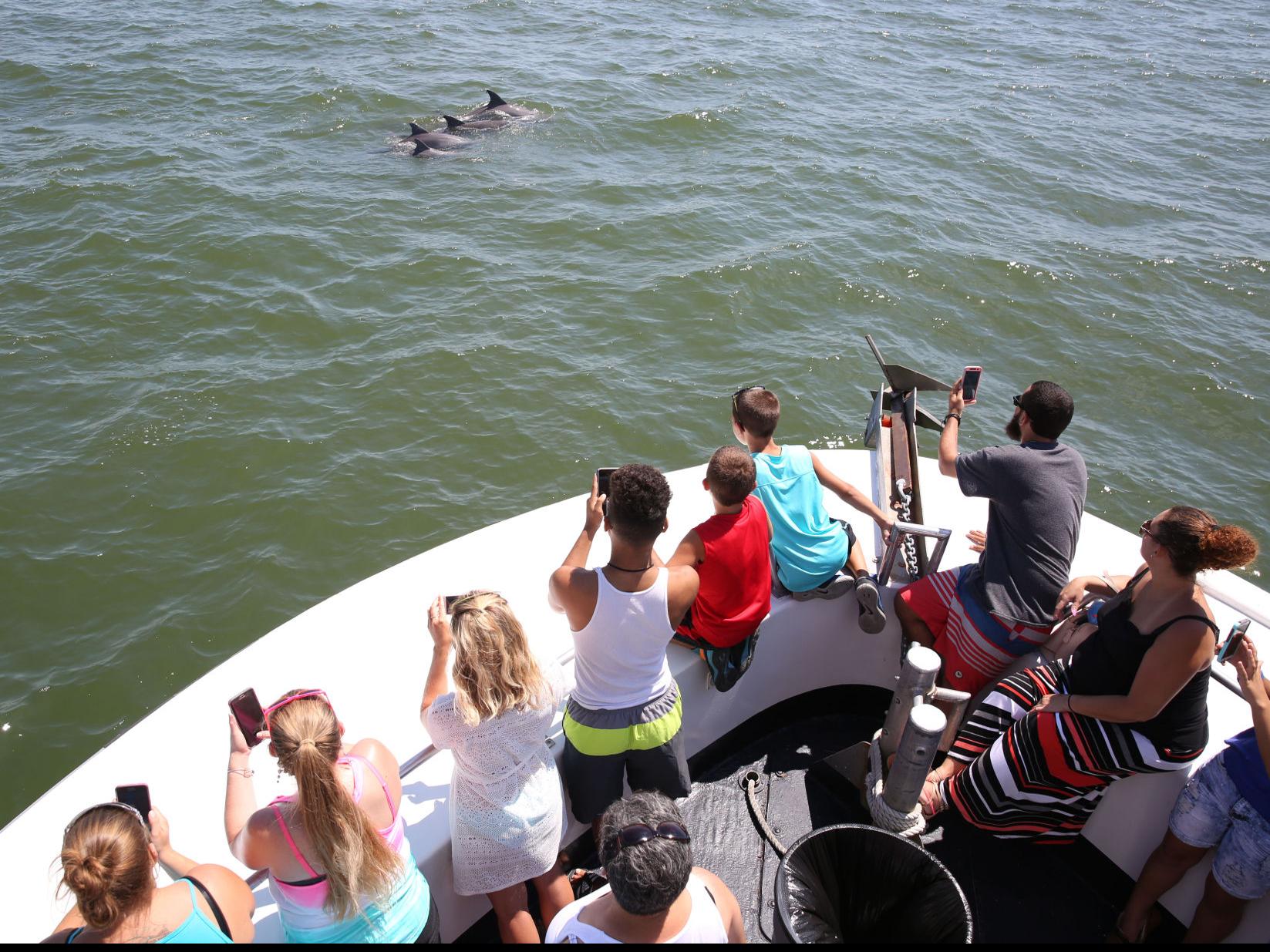 Why You Re Seeing More Dolphins Swimming Off The Jersey Shore