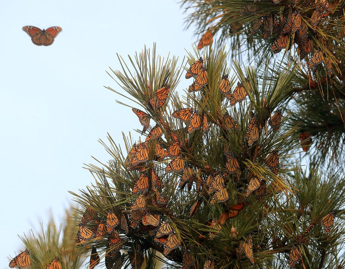 Monarch Butterfly Cape May Point