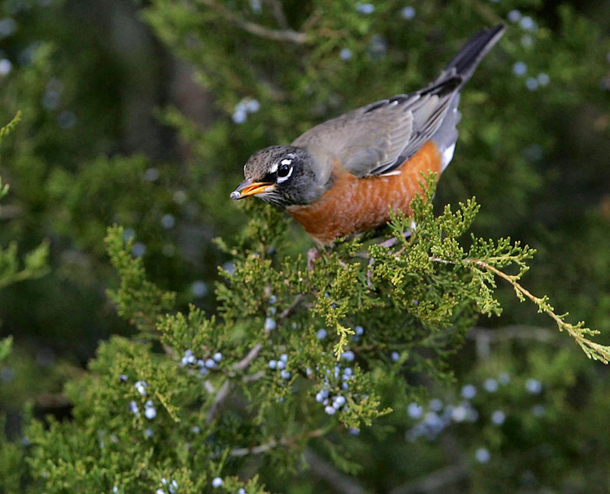 Birds of Southern New Jersey Photo Galleries