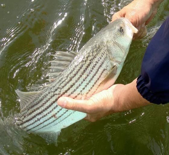 Fish cops issue striped bass warning