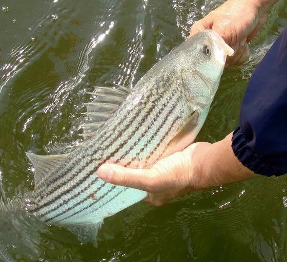 New bill to name striped bass our national fish