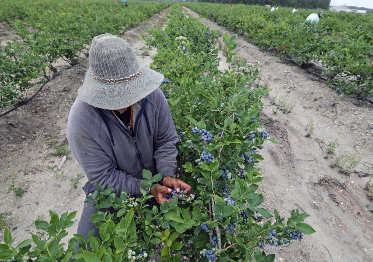 A Plump And Profitable Blueberry Season This Year News