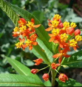 Where Have All Monarchs Gone >> Where Have All The Monarch Butterflies Gone Breaking News Where Have All Monarchs Gone >> Where Have All The Monarch Butterflies Gone Breaking News